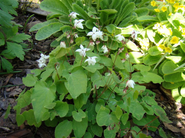 Epimedium 'Alabaster'