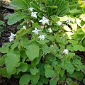 Epimedium 'Alabaster'