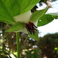 Trillium rugeli