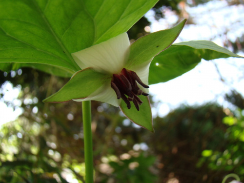 Trillium rugeli