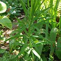 Polygonatum verticillatum