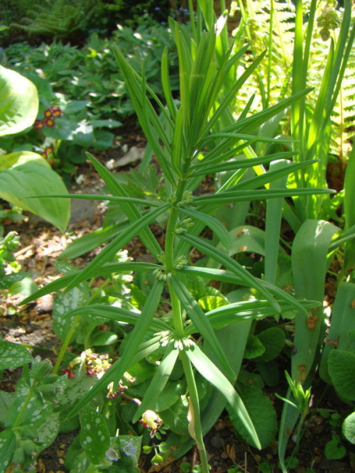 Polygonatum verticillatum