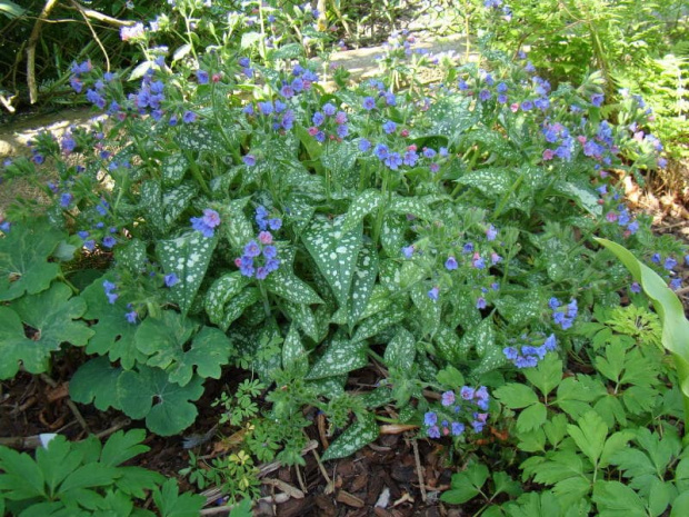 Pulmonaria longifolia 'Trevi Fountain'