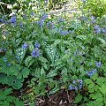 Pulmonaria longifolia 'Trevi Fountain'