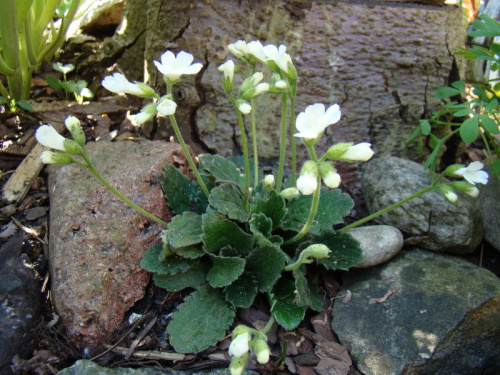 Haberlea rhodopensis 'Virginalis