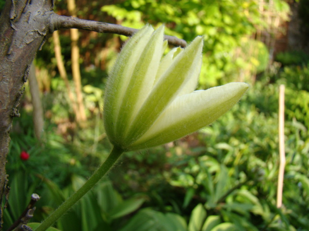 'Clematis 'Wada's Primrose'