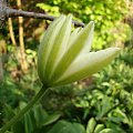 'Clematis 'Wada's Primrose'