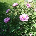 Paeonia suffruticosa