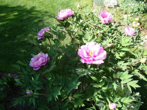 Paeonia suffruticosa