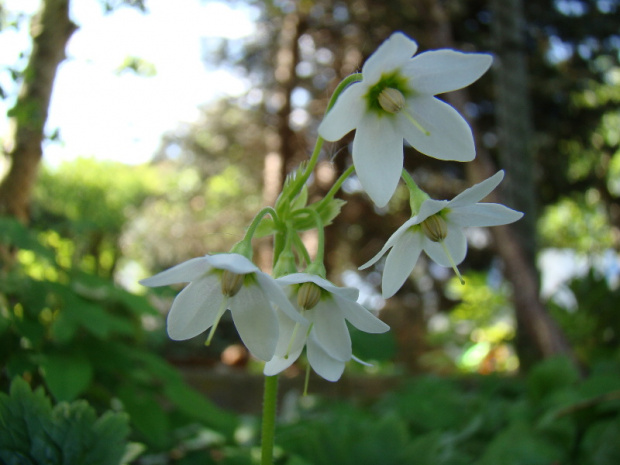 Cortusa matthioli 'Alba'