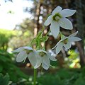 Cortusa matthioli 'Alba'