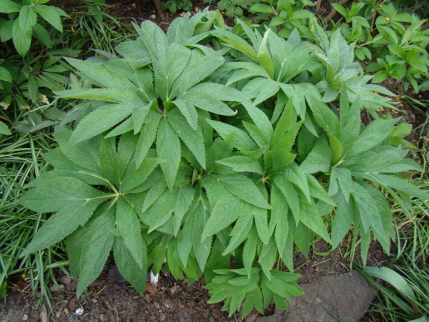 Helleborus purpurascens