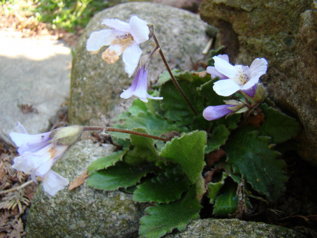 Haberlea rhodopensis