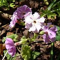 Primula sieboldii 'Praga'