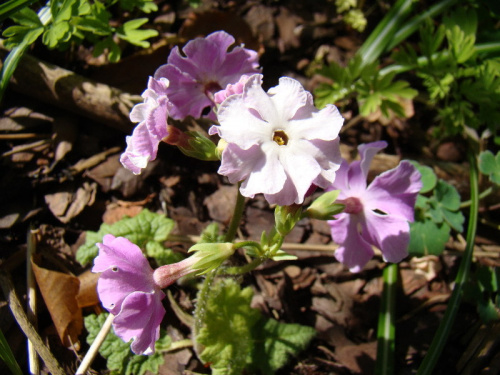 Primula sieboldii 'Praga'