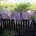 Wisteria floribunda