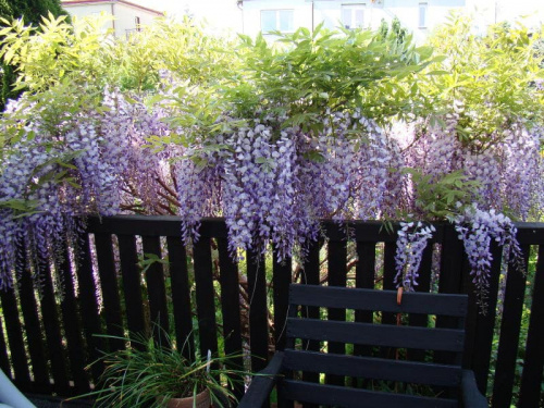 Wisteria floribunda