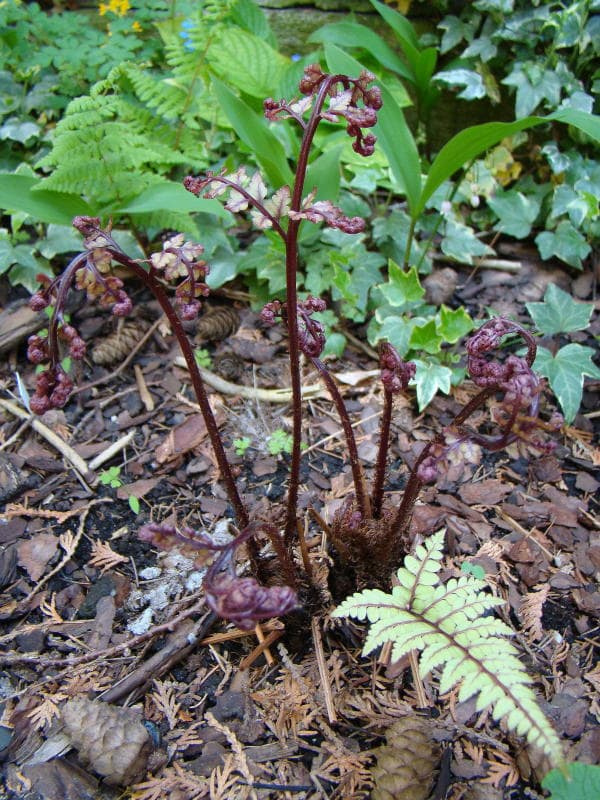 Athyrium otophorum var. okanum