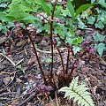 Athyrium otophorum var. okanum