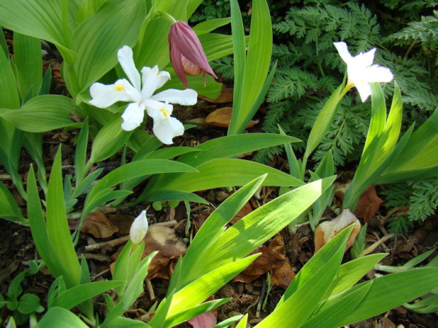 Iris cristata