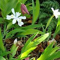 Iris cristata