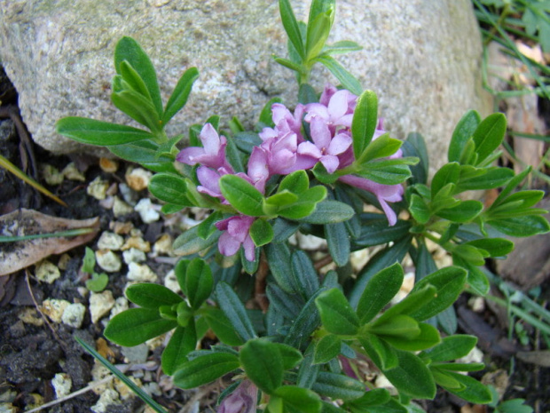 Daphne x arbuscula