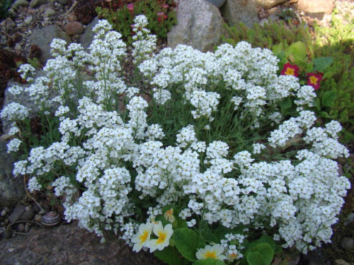 Schivereckia podolica