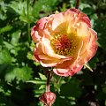 Geum rivale 'Leonard's Variety'