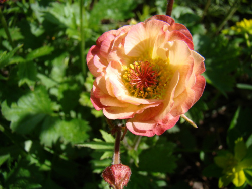 Geum rivale 'Leonard's Variety'