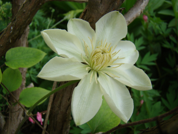 'Clematis 'Wada's Primrose'