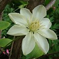 'Clematis 'Wada's Primrose'