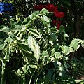 Polygonatum x hybridum 'Striatum'