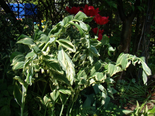 Polygonatum x hybridum 'Striatum'