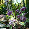 Epimedium od W