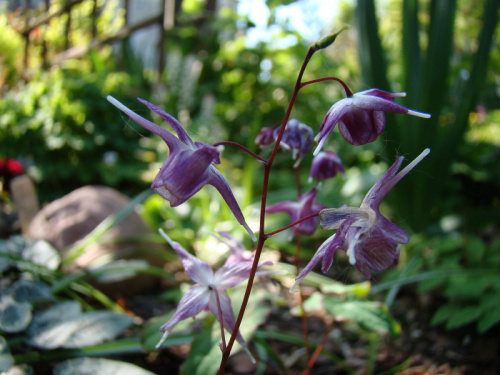 Epimedium od W