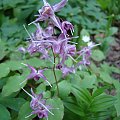 Epimedium grandiflorum 'Purple Pixie'