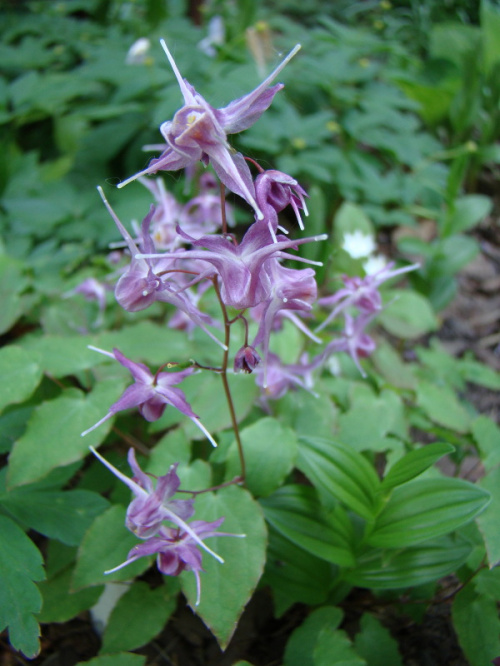 Epimedium grandiflorum 'Purple Pixie'