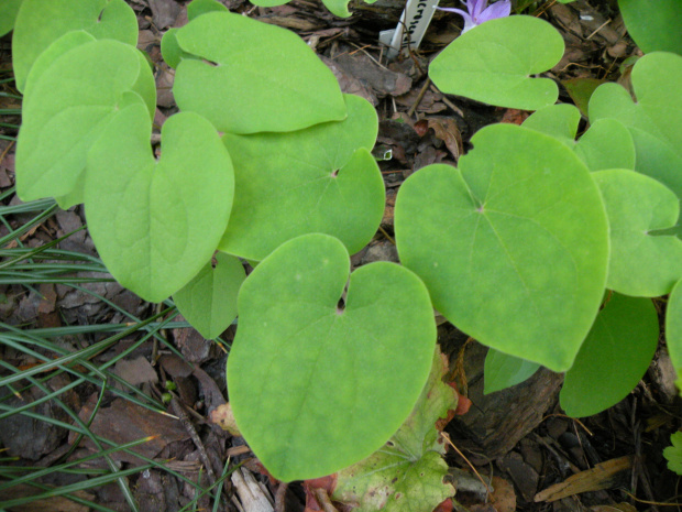 Epimedium macrosepalum