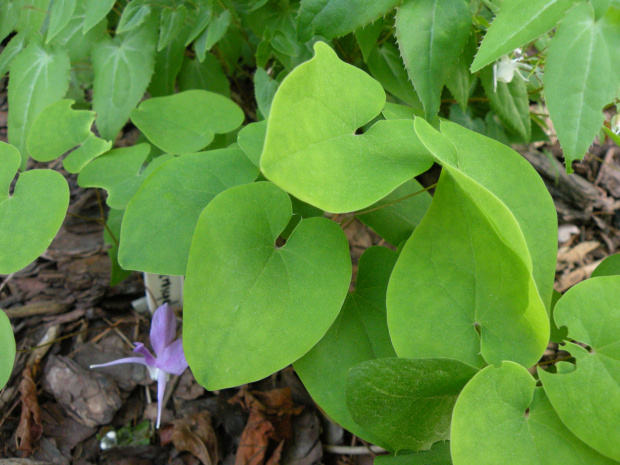 Epimedium macrosepalum