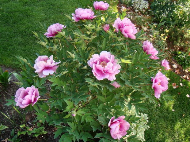 Paeonia suffruticosa