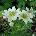 Anemone multifida 'Annabella White'