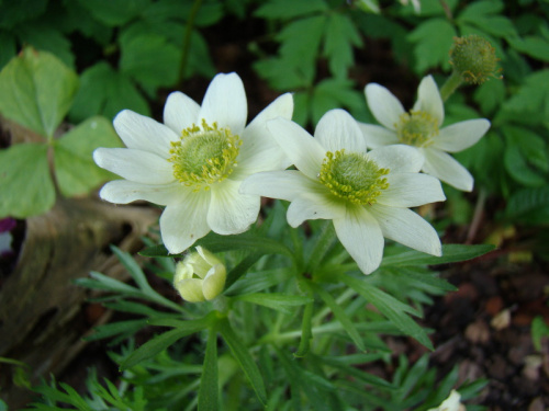 Anemone multifida 'Annabella White'