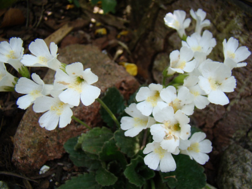 Haberlea rhodopensis 'Virginalis'