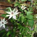 Clematis 'Matka Urszula Ledóchowska