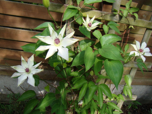 Clematis 'Matka Urszula Ledóchowska