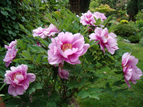 Paeonia suffruticosa