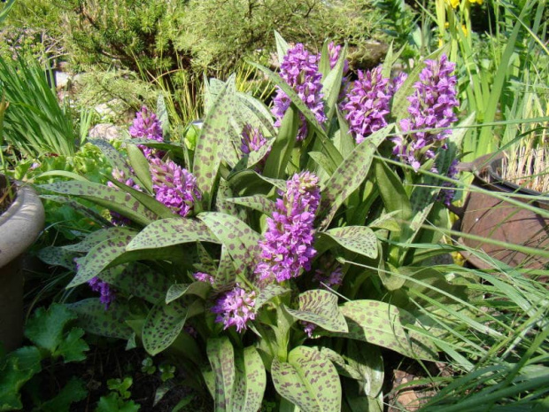 Dactylorhiza majalis