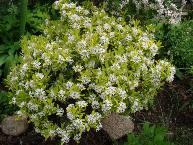 Daphne x burkwoodii 'Golden Treasure'