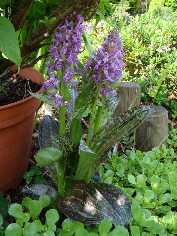 Dactylorhiza majalis