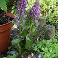 Dactylorhiza majalis